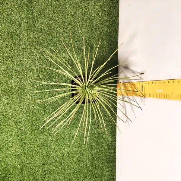 Agave geminiflora – Twin-flowered Agave - Image 11