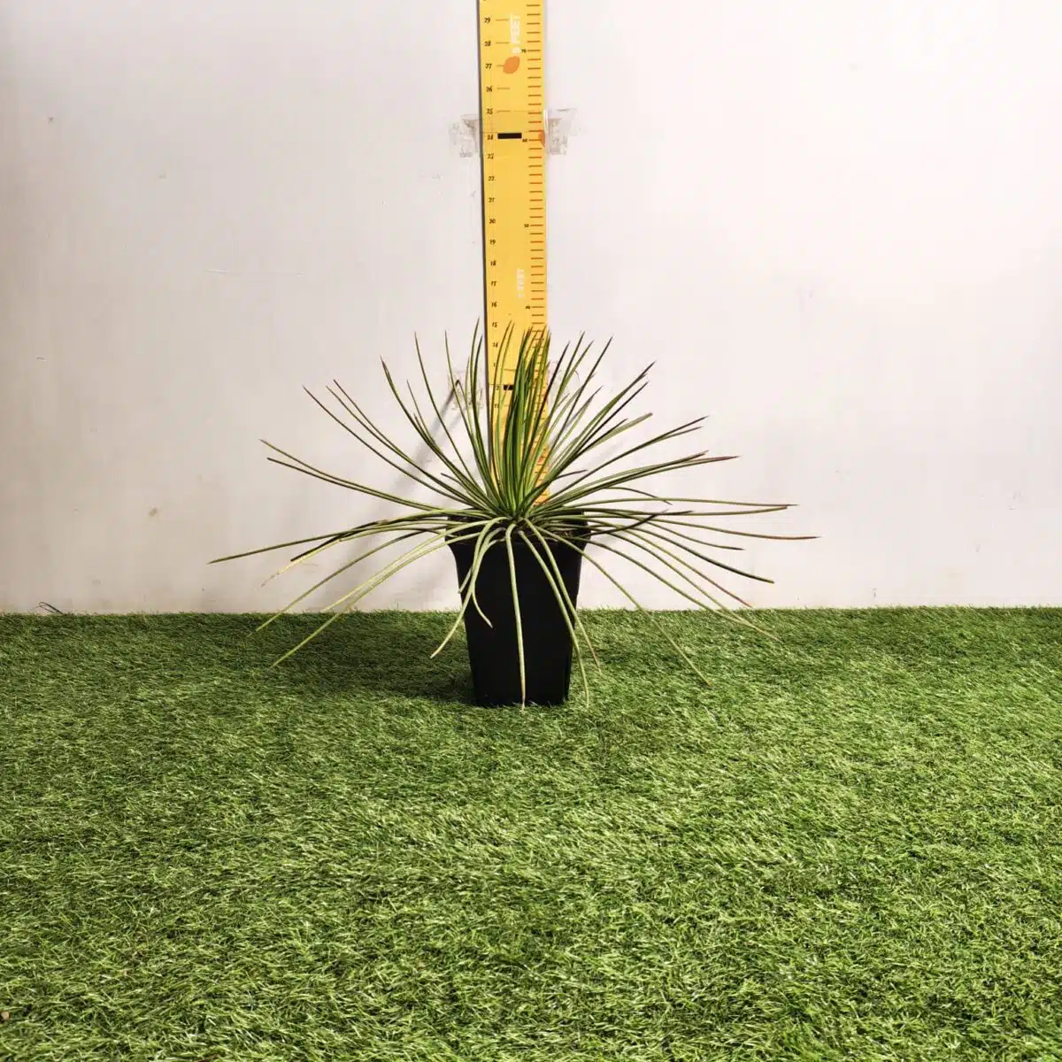 Agave geminiflora – Twin-flowered Agave - Image 2