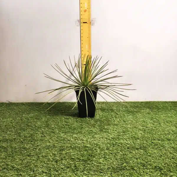 Agave geminiflora – Twin-flowered Agave - Image 2