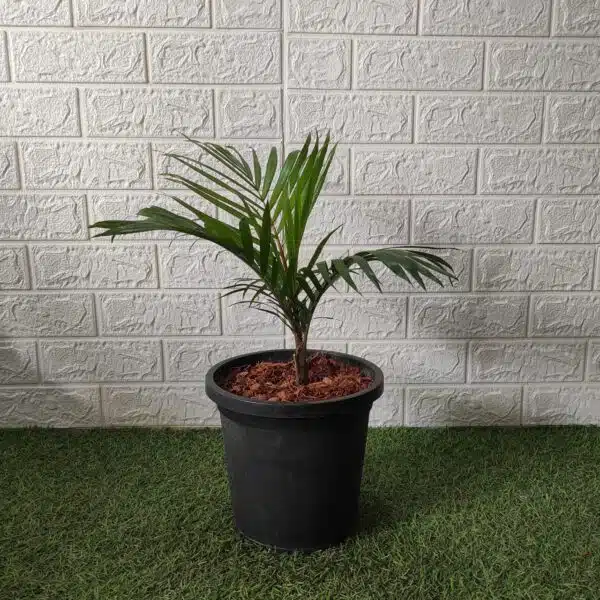 Red Neck Palm(Dypsis Leptocheilos/Teddy Bear) Palm Tree - Image 4