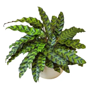 Calathea lancifolia, Goeppertia insignis (Rattlesnake Plant)