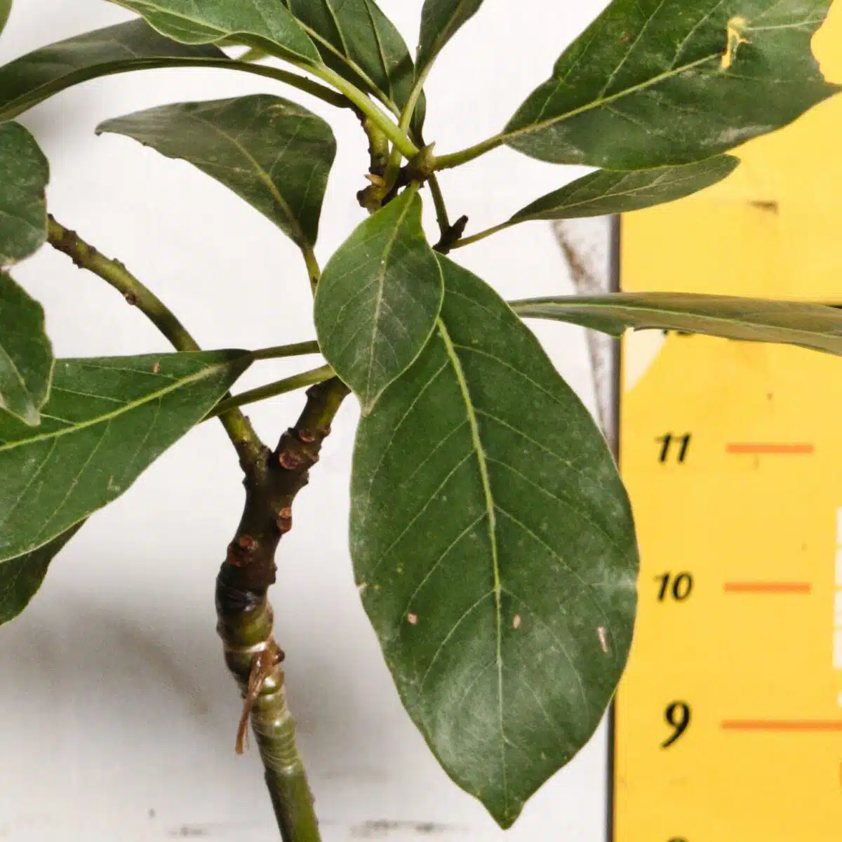 Avocado ( Persea americana) fruit Grafted plant - Image 8