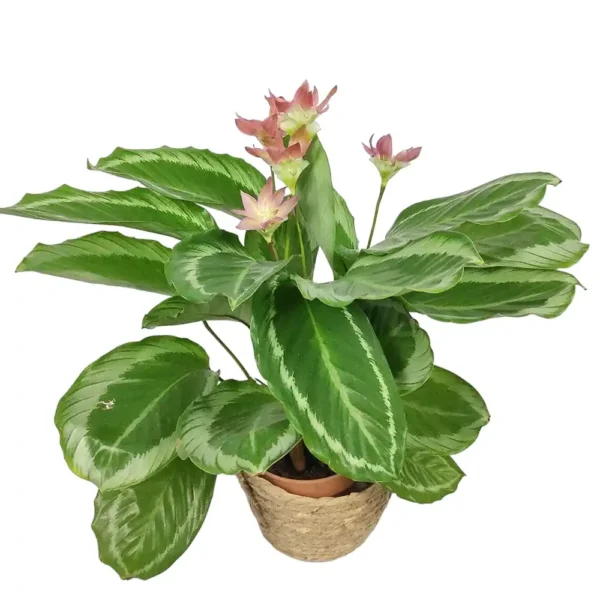 Calathea Loeseneri J. F. Macbr - Image 6