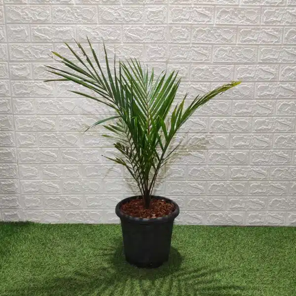 Red Neck Palm(Dypsis Leptocheilos/Teddy Bear) Palm Tree XL - Image 3