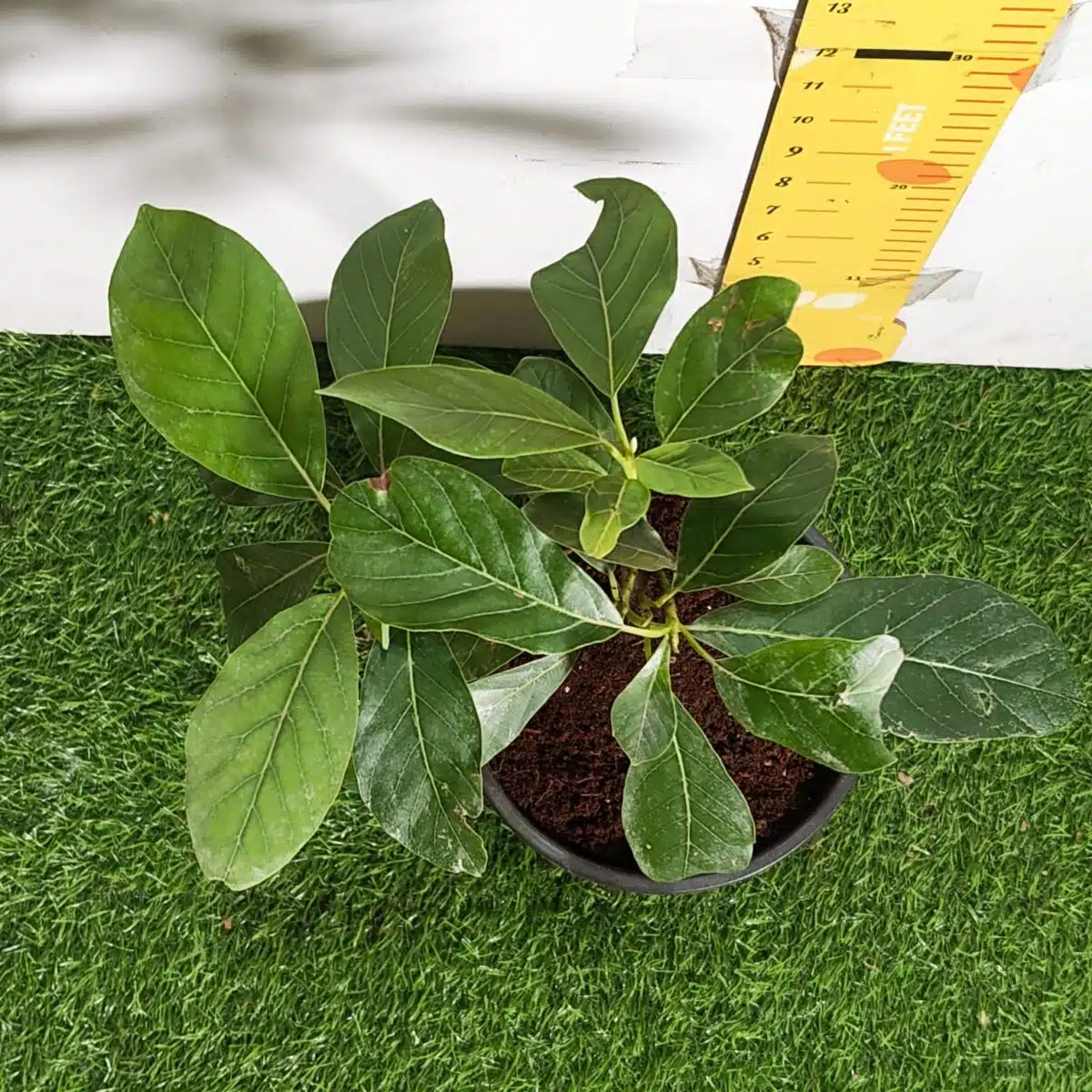 Avocado ( Persea americana) fruit Grafted plant - Image 10