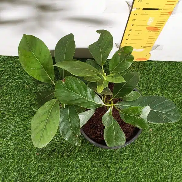 Avocado ( Persea americana) fruit Grafted plant - Image 10