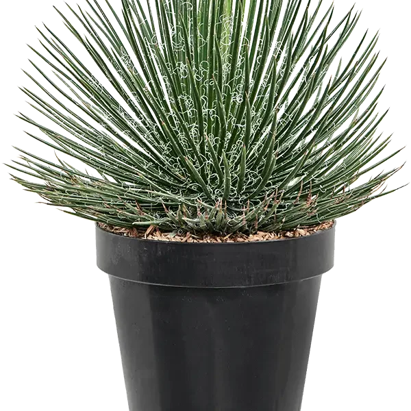 Agave geminiflora – Twin-flowered Agave - Image 3
