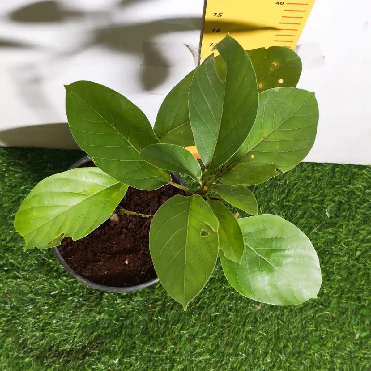 Avocado ( Persea americana) fruit Grafted plant - Image 16