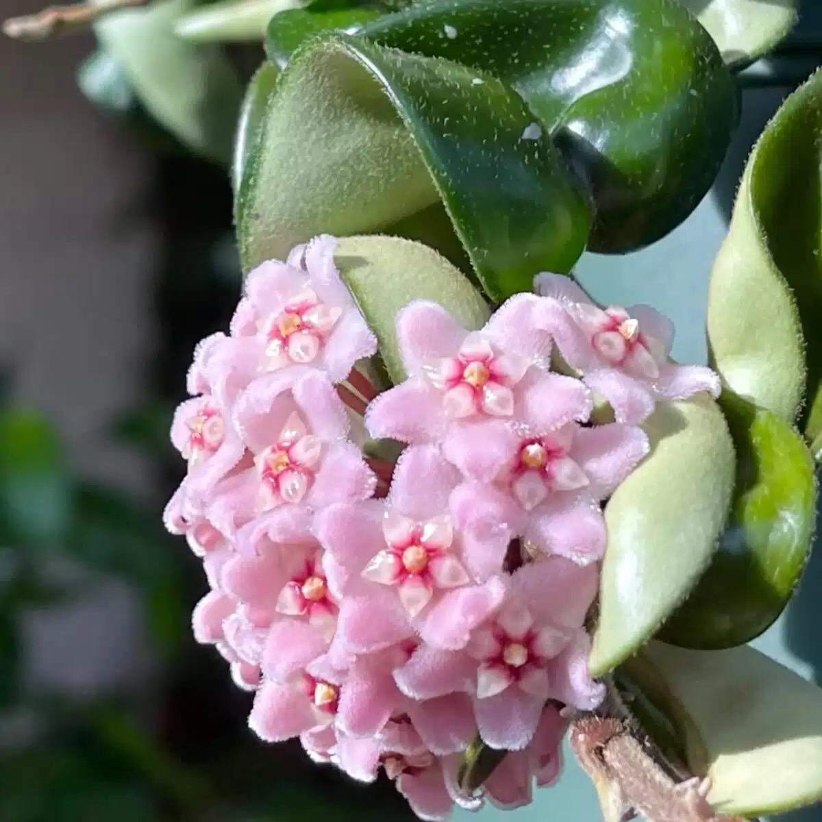 Hoya Carnosa Compacta (Hindu Rope) - Image 3