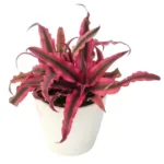 Cryptanthus Bivittatus "Red" Earth Star