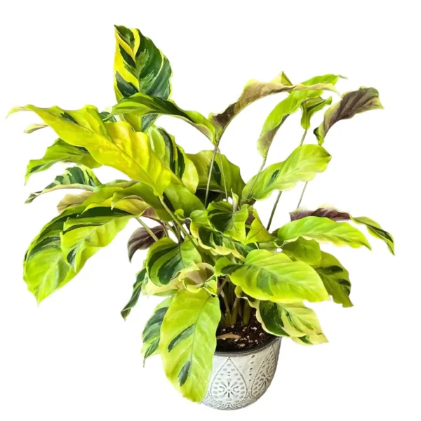 Calathea Lietzei ‘Yellow Fusion’