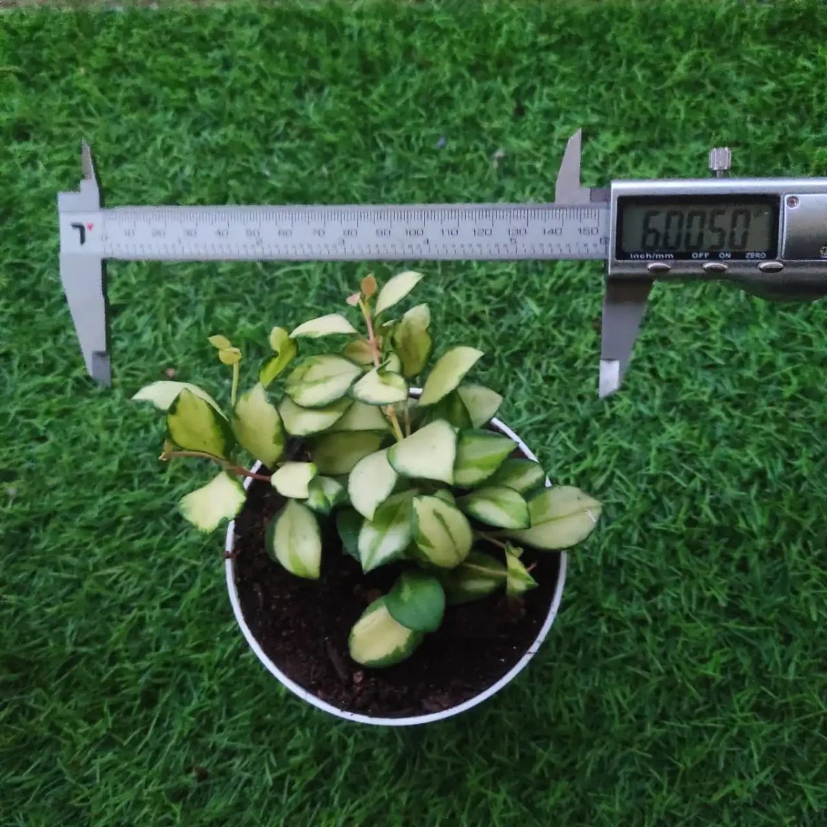 Hoya Heuschkeliana Variegata - Image 3