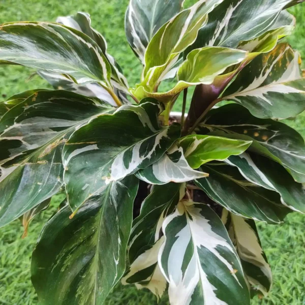 Calathea White Fusion - Image 6