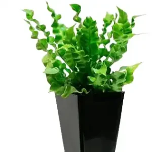 Asplenium antiquun ‘Crispy Wave’ Bird’s-nest Fern