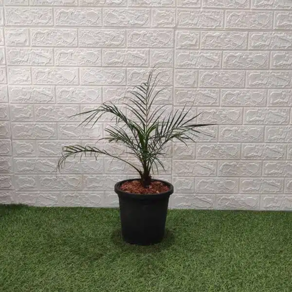 Phoenix Roebelenii (Dwarf Date Palm) - Image 2