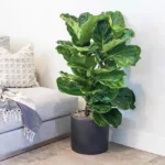 Ficus Lyrata (Dwarf fiddle-leaf fig) Plant