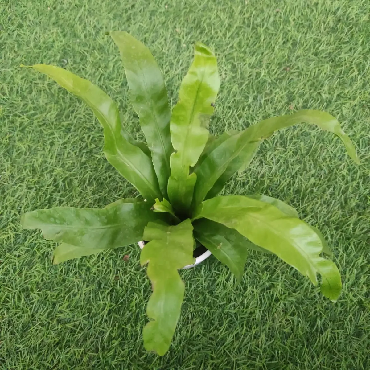 Asplenium antiquum - Image 2