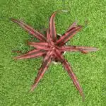 Cryptanthus  bivittatus Ruby