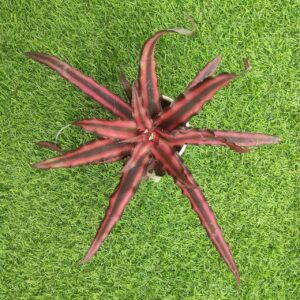 Cryptanthus bivittatus Ruby