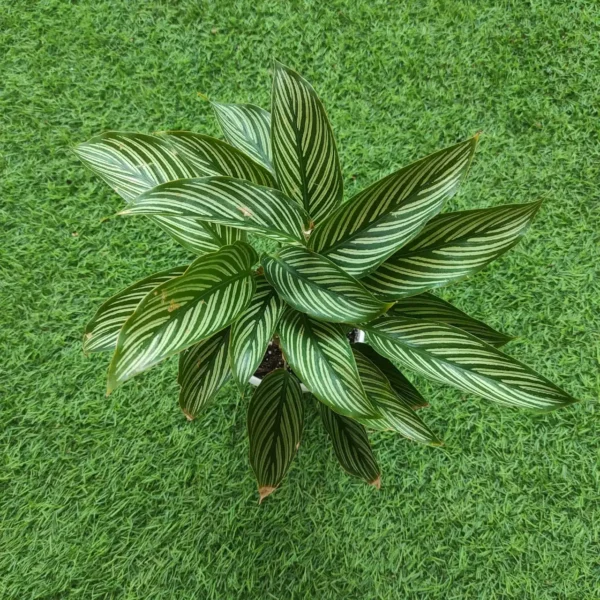 Calathea Vittata Elliptica - Image 6