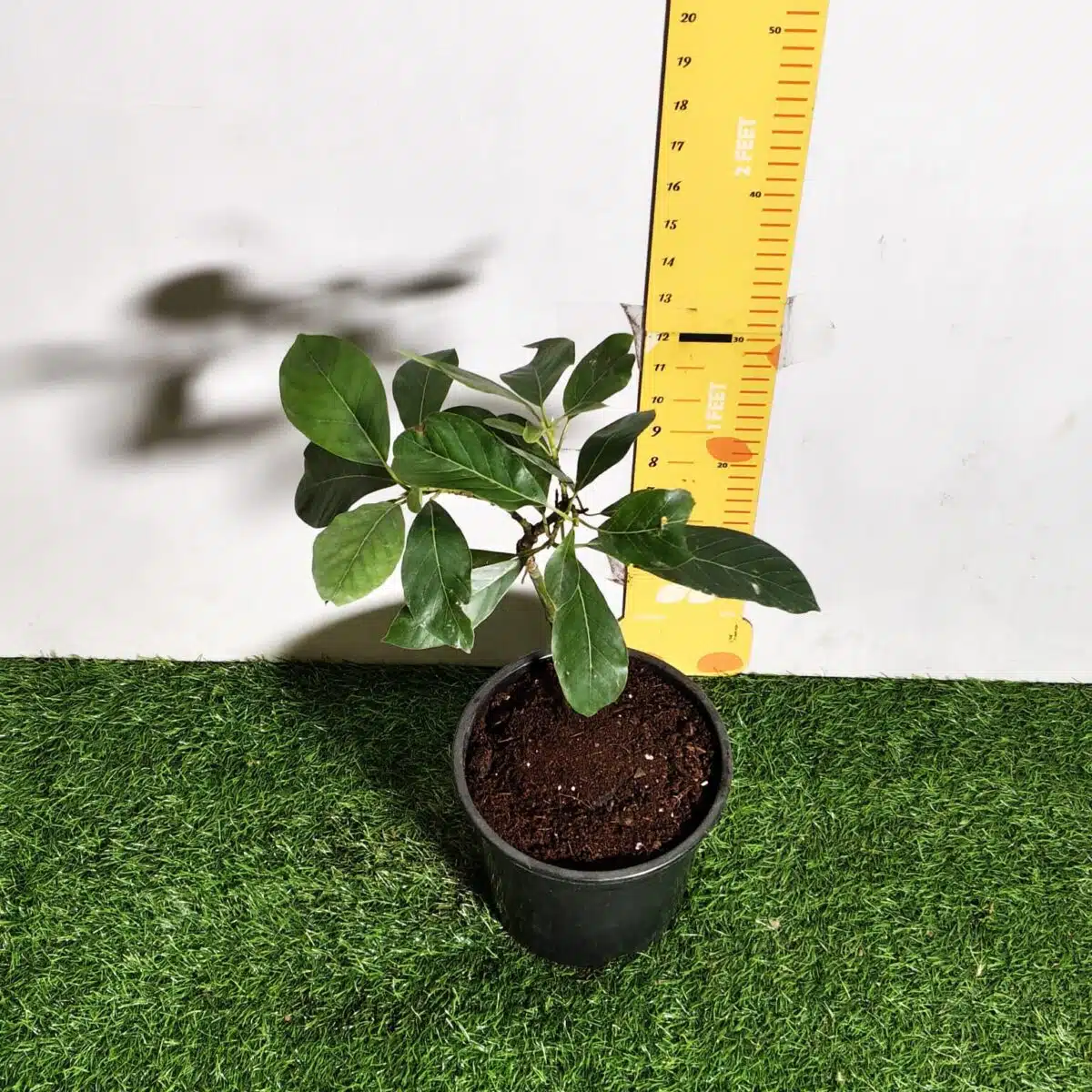 Avocado ( Persea americana) fruit Grafted plant - Image 3