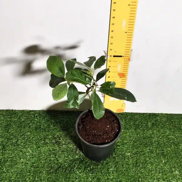 Avocado ( Persea americana) fruit Grafted plant - Image 3