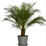 Phoenix Roebelenii (Dwarf Date Palm) XL