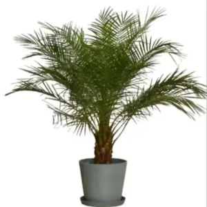 Phoenix Roebelenii (Dwarf Date Palm)
