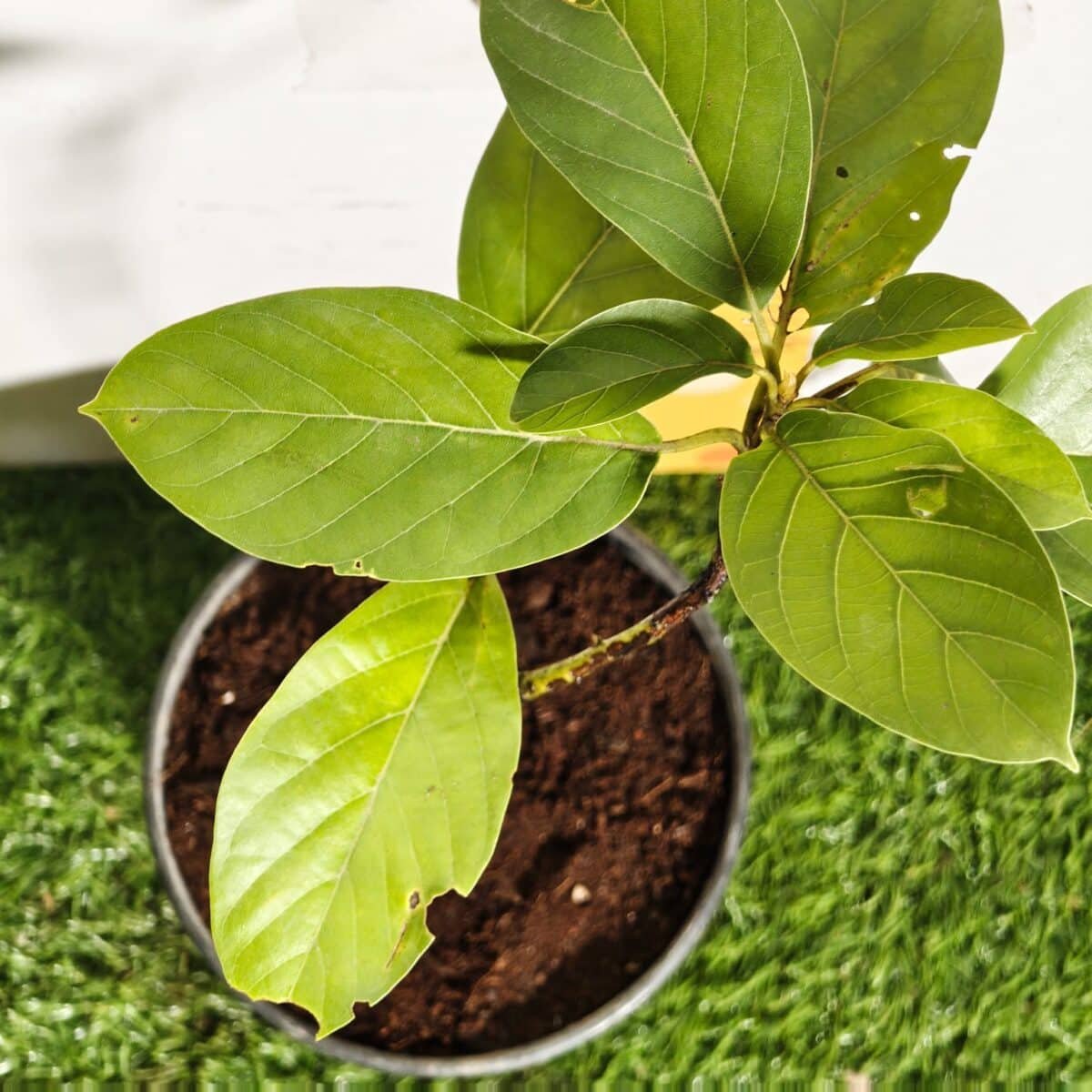 Avocado ( Persea americana) fruit Grafted plant - Image 17