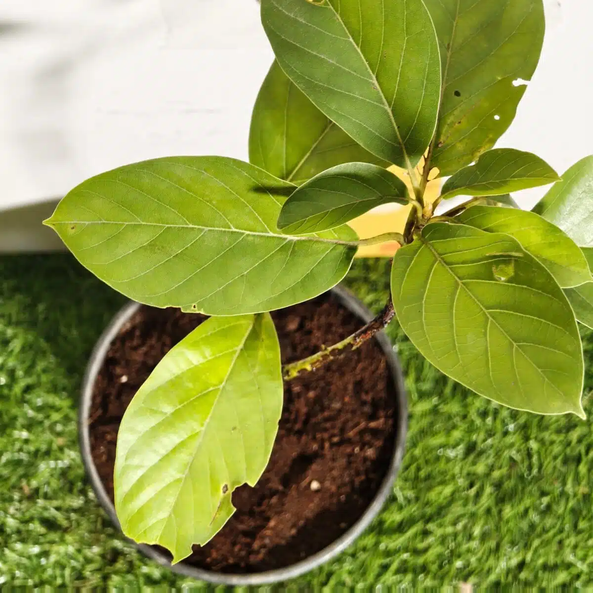 Avocado ( Persea americana) fruit Grafted plant - Image 17
