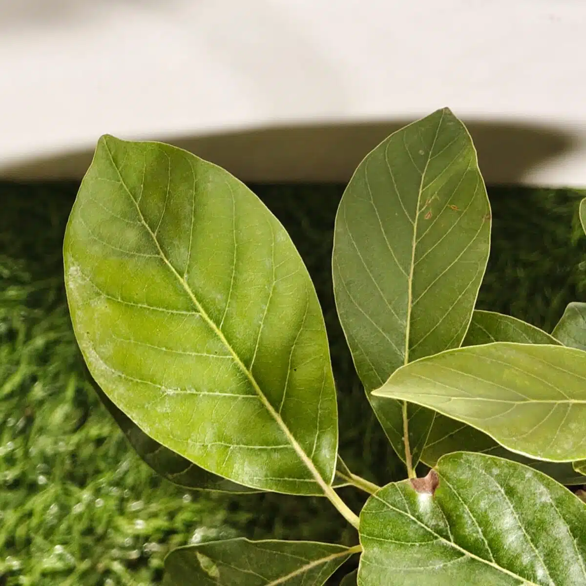 Avocado ( Persea americana) fruit Grafted plant - Image 12