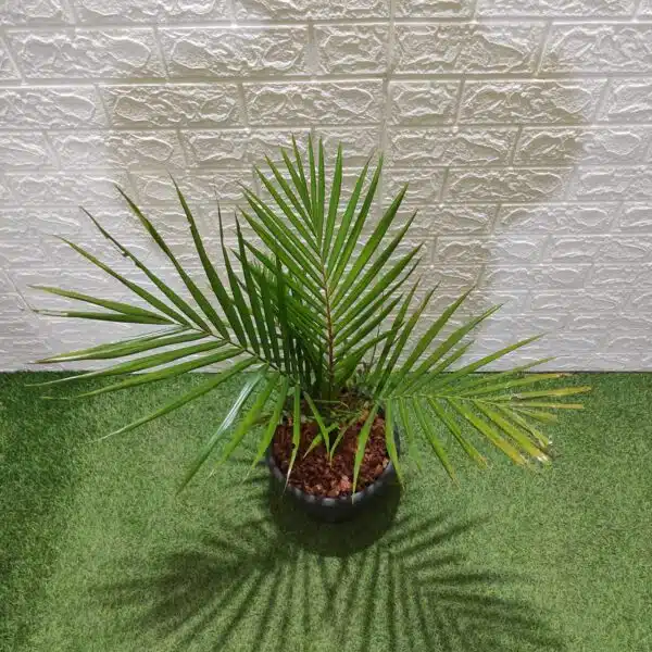 Red Neck Palm(Dypsis Leptocheilos/Teddy Bear) Palm Tree XL - Image 4