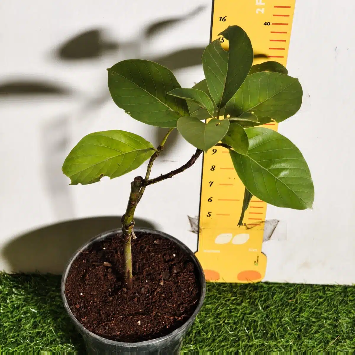 Avocado ( Persea americana) fruit Grafted plant - Image 22