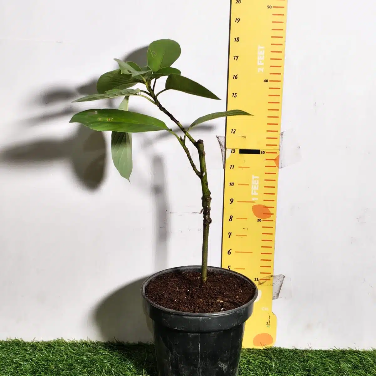 Avocado ( Persea americana) fruit Grafted plant - Image 25