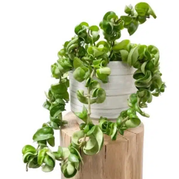 Hoya Carnosa Compacta (Hindu Rope) - Image 7