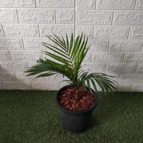 Red Neck Palm(Dypsis Leptocheilos/Teddy Bear) Palm Tree - Image 3