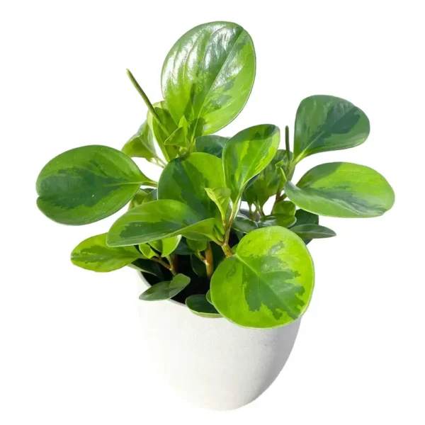 Peperomia obtusifolia 'Lemon Lime' - Image 3