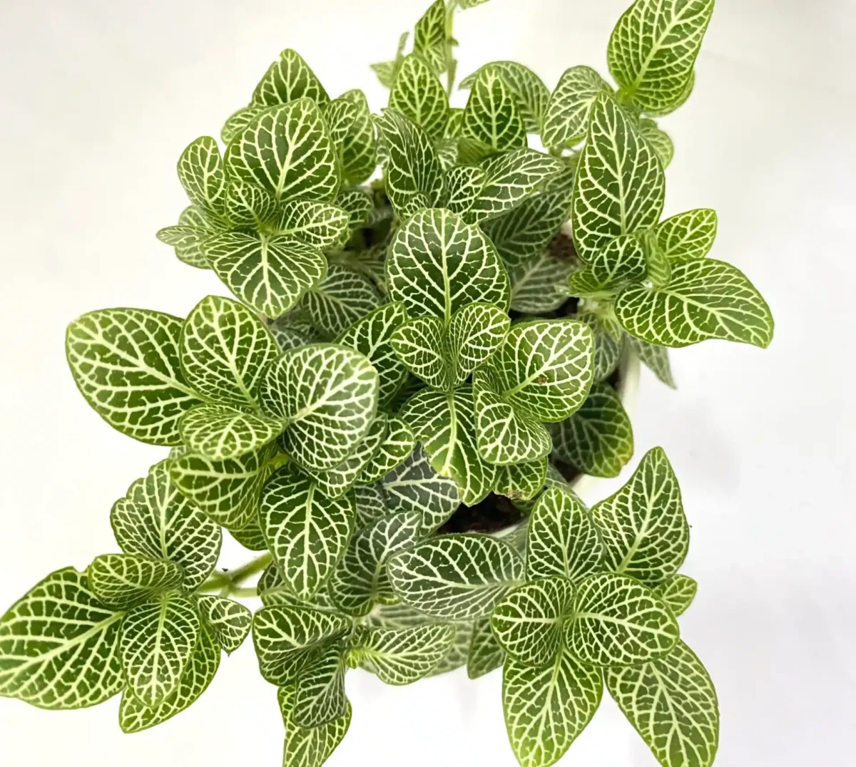 Fittinia White Angel (Nerve) Plant - Image 4