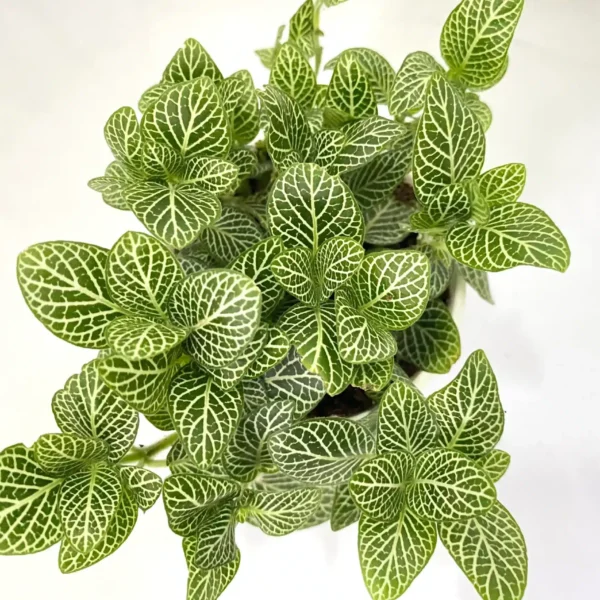 Fittinia White Angel (Nerve) Plant - Image 4