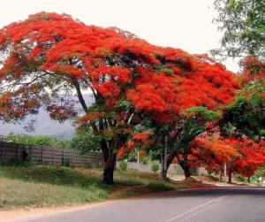 Gulmohar or Krishna Chura (Delonix Regia) flowering tree