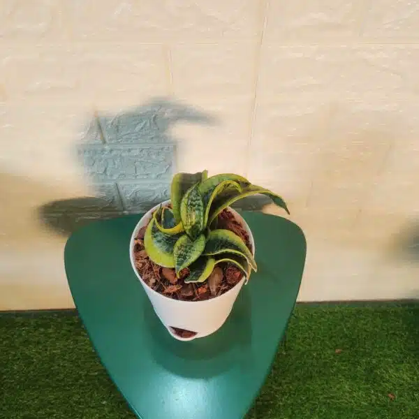 Tornado Snake Plant  - Sansevieria Trifasciata - Image 2