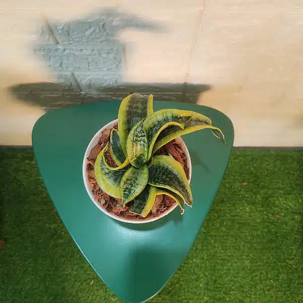 Tornado Snake Plant  - Sansevieria Trifasciata - Image 3