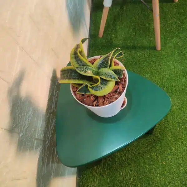 Tornado Snake Plant  - Sansevieria Trifasciata - Image 4
