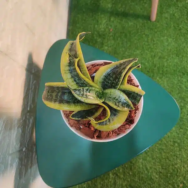 Tornado Snake Plant  - Sansevieria Trifasciata - Image 5