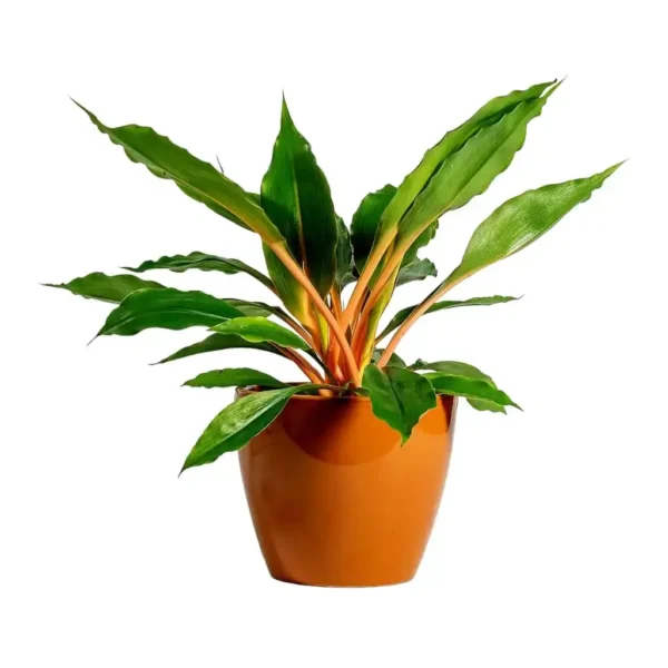 Fire Flash Spider Plant (Chlorophytum orchidastrum ‘Green Orange’) - Image 3