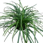 Ophiopogon japonicus (Dwarf Lilyturf/Mondo Grass)