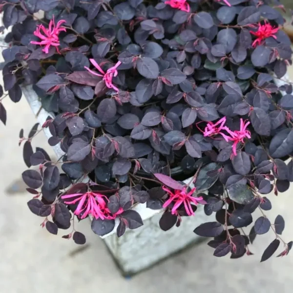 Loropetalum chinense(Chinese fringe flower) Plant - Image 6