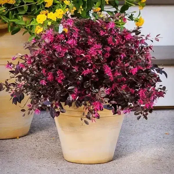 Loropetalum chinense(Chinese fringe flower) Plant - Image 2