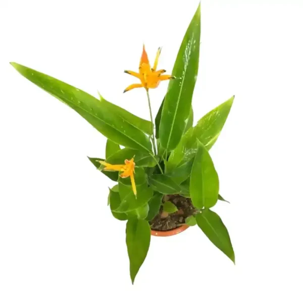 Heliconia Psittacorum - Image 7