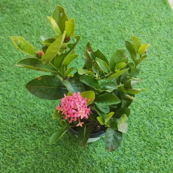 Ixora Rugmini Coccinea Dwarf Pink (Jungle Geranium / Flame of the Woods) - Image 2